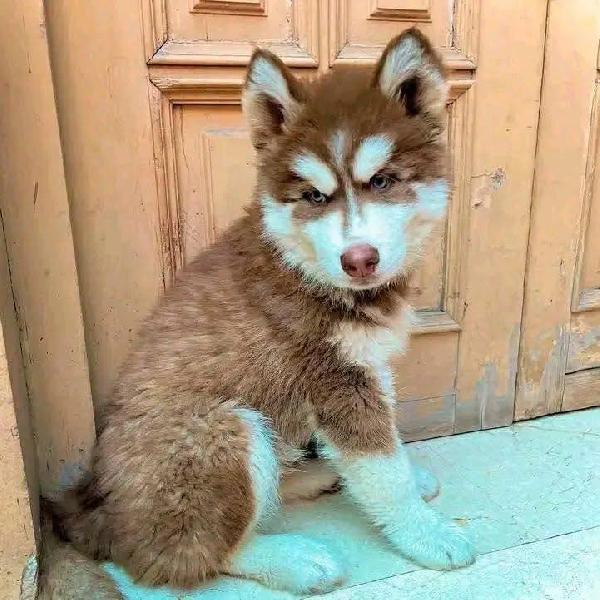Siberian Husky